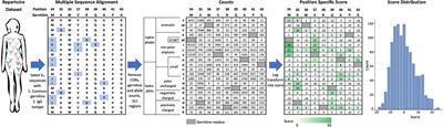 Regulatory Approved Monoclonal Antibodies Contain Framework Mutations Predicted From Human Antibody Repertoires